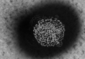 コロナウイルス　原因　動物　中国　研究所　米国　インフル