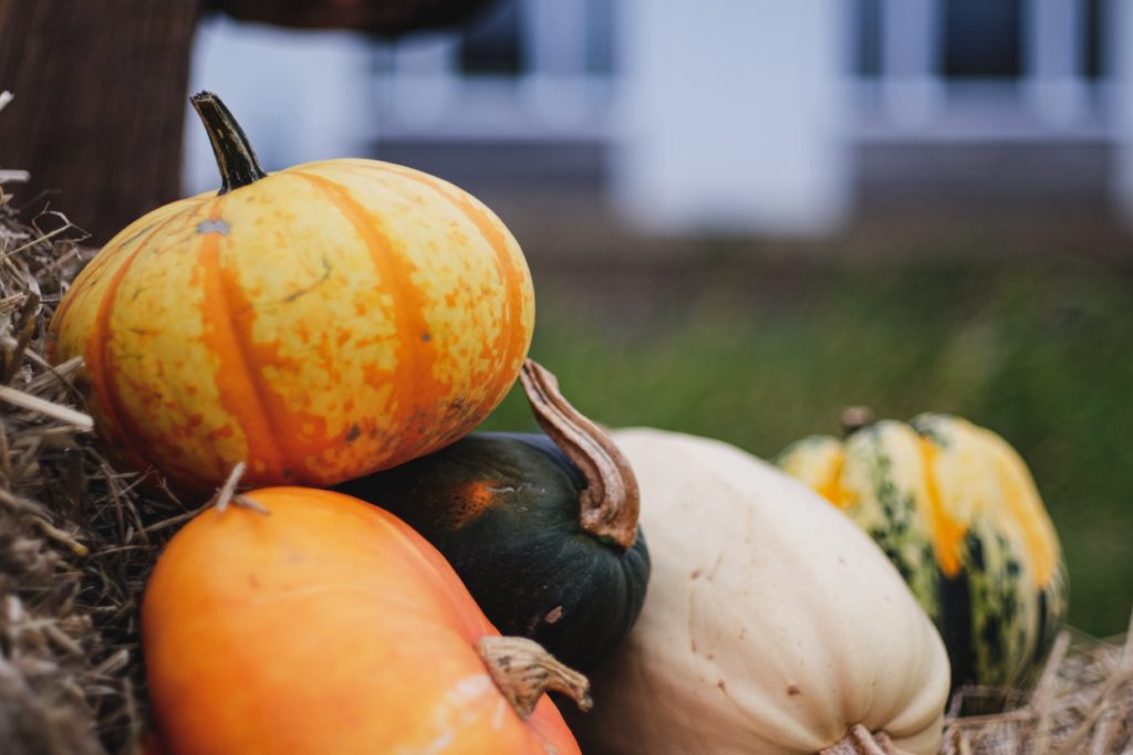ハロウィンかぼちゃの種類と栽培方法・種まきの時期・販売