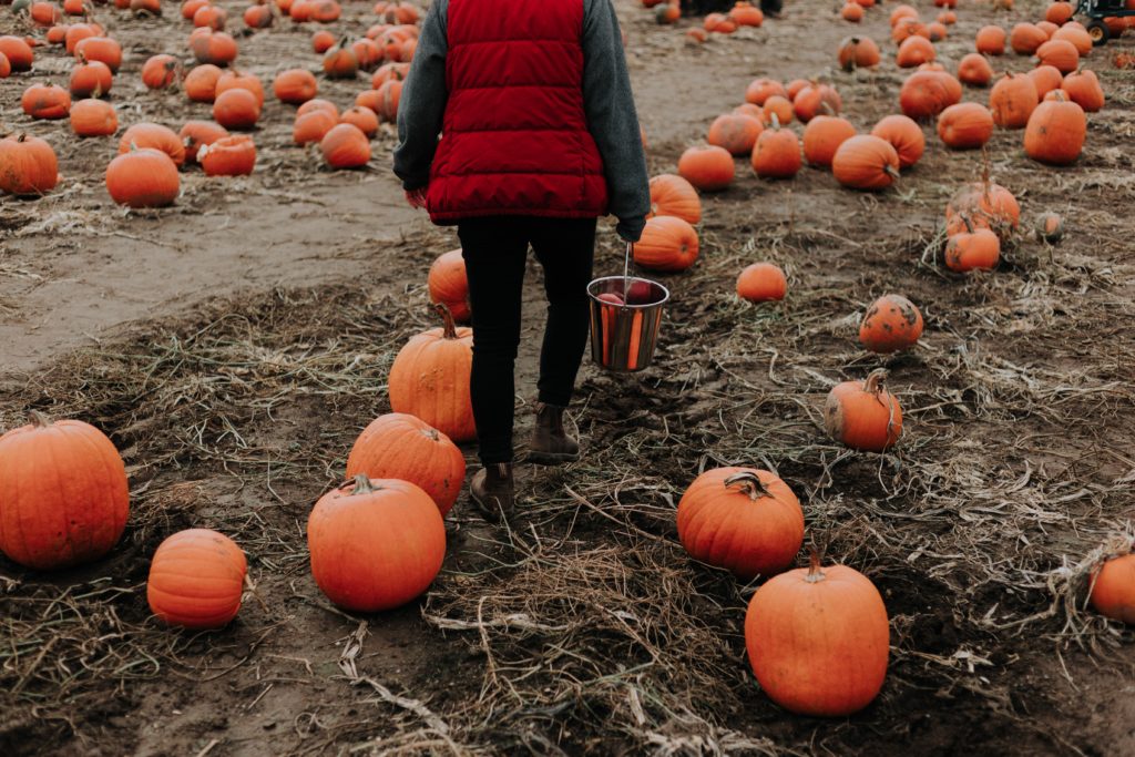 ハロウィンかぼちゃの種類と栽培方法 種まきの時期 販売 Bravo Note